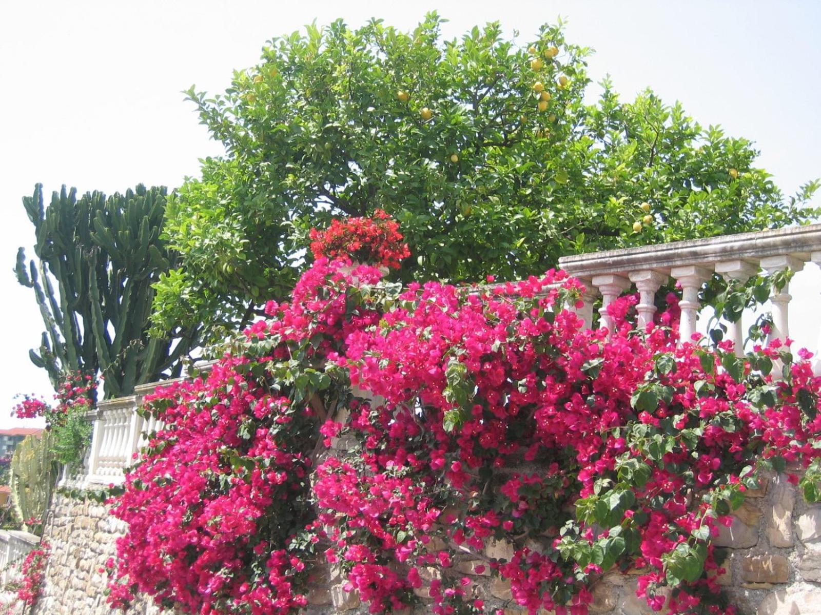 Cà dei Conti San Bartolomeo Al Mare Quarto foto